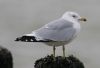 Ring-billed Gull at Rossi's Ice Cream, Westcliff (Steve Arlow) (32096 bytes)